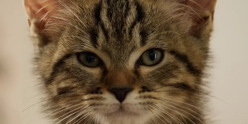 A close up of the cat Lou in the film A Cat's Life