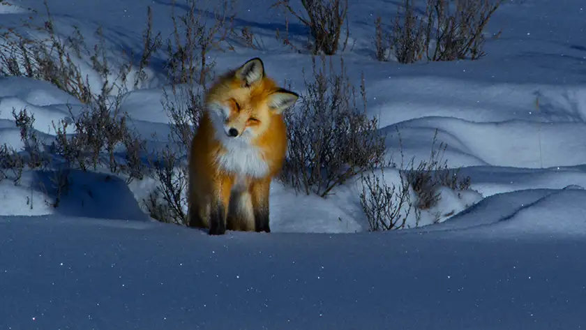 A fox looks confused while hunting voles in the snow in the Apple TV+ series “Earthsounds”