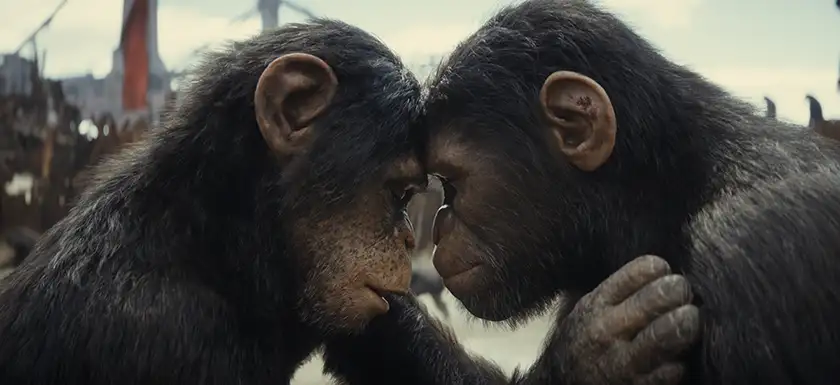 Two monkeys lean their heads against one another in KINGDOM OF THE PLANET OF THE APES