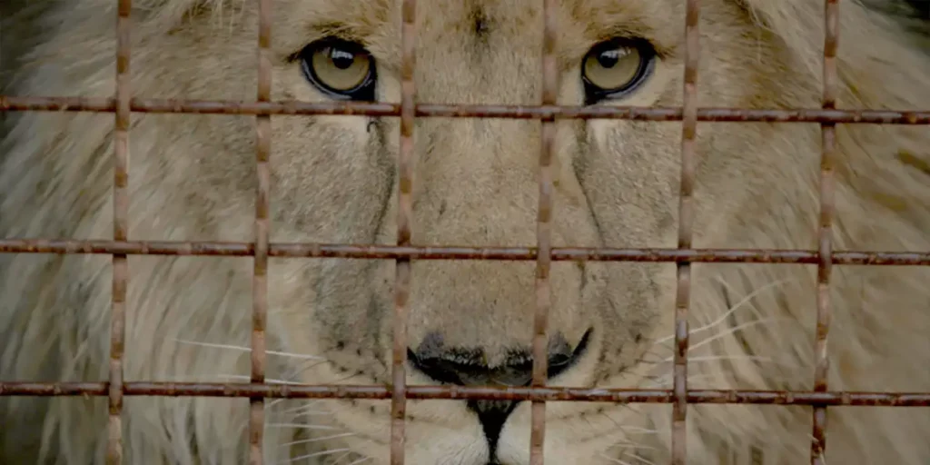 The face of a lion behind bars in the film Checkpoint Zoo