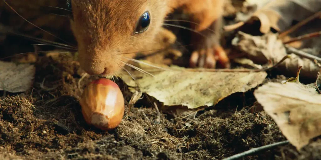 A squirrel sniffs a hazelnut in the 2024 film Heart of an Oak (Le Chêne)
