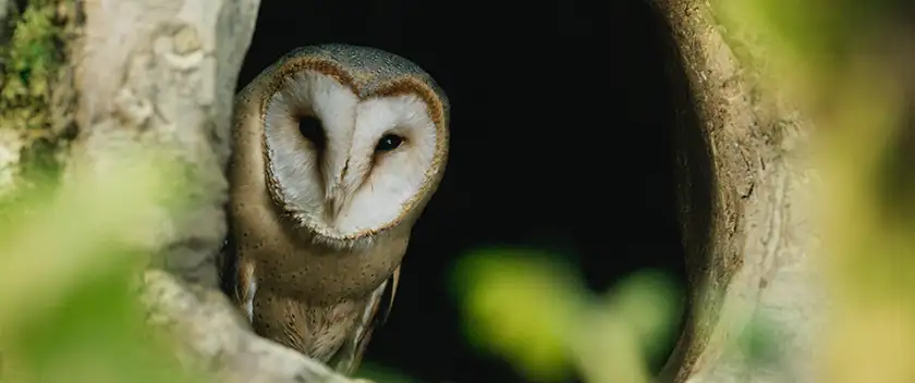 An owl emerges from a tree in the 2024 film Heart of an Oak (Le Chêne)