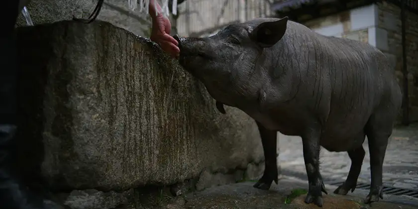 A hand cuddles a pig in a still from the Apple TV+. series Omnivore