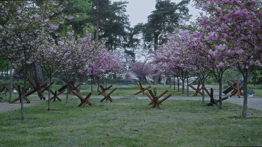 Wooden crosses on the ground with cherry blossoms all around them in a still from the documentary film Militantropos