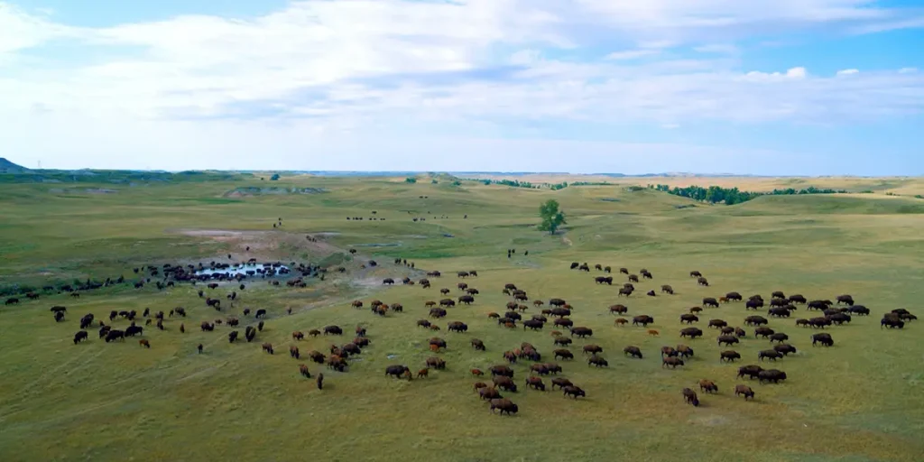 A field of buffalos in the film Singing Back the Buffalo