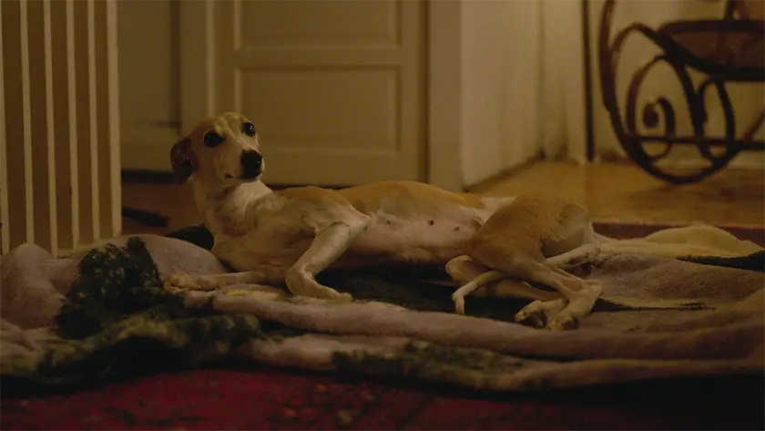 A still of the dog in The Heirloom
