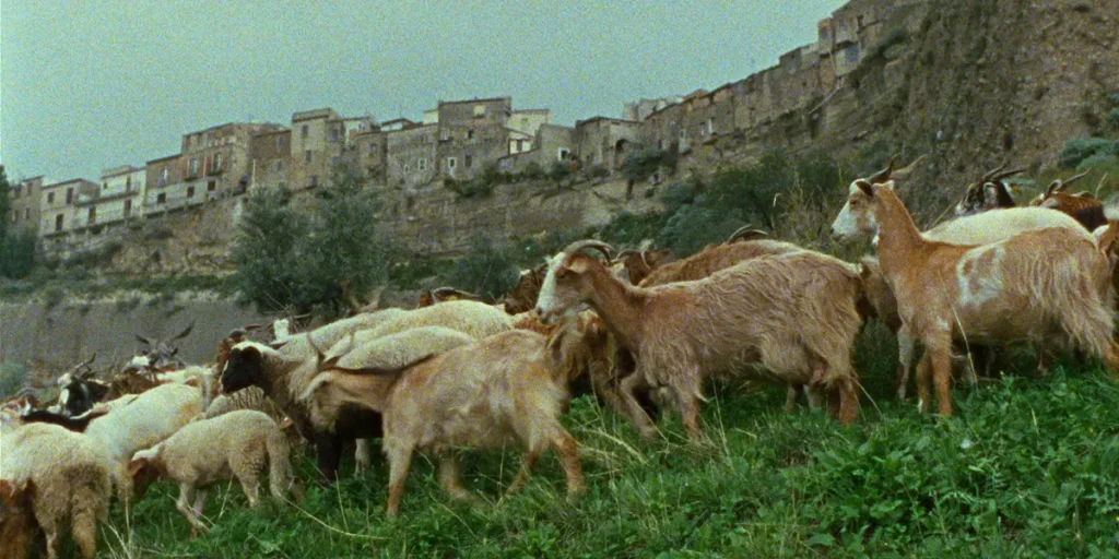 Some goats walk down a grassy hill with a medieval Italian city in the background in the film Il Dono