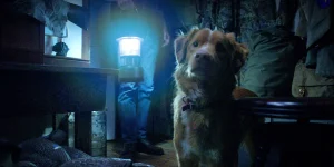 Indy the dog looks puzzled in Ben Leonberg’s "Good Boy"