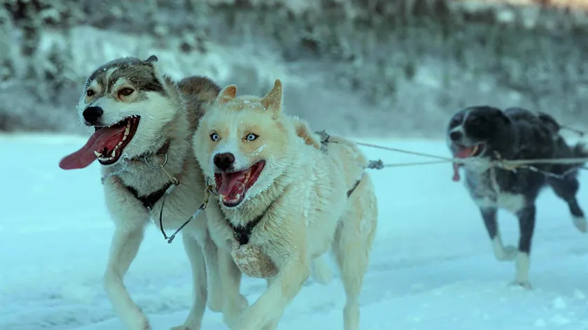 Three huskies run in the snow pulling a sled in the 2025 documentary movie Folktales, whose director Heidi Ewing we interview