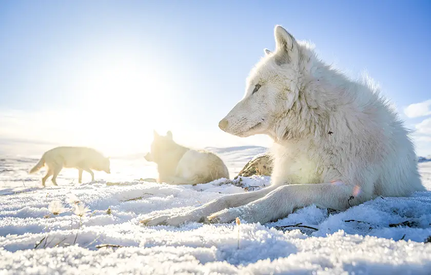 Three wolves in the snow in Disneynature’s Wolf: An Immersive Experience, one of the XR experiences we watched at the 2026 Venice Film Festival's Venice Immersive